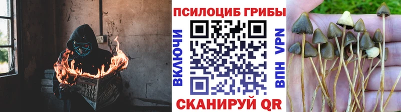 площадка какой сайт  Трубчевск  Галлюциногенные грибы GOLDEN TEACHER  как найти  